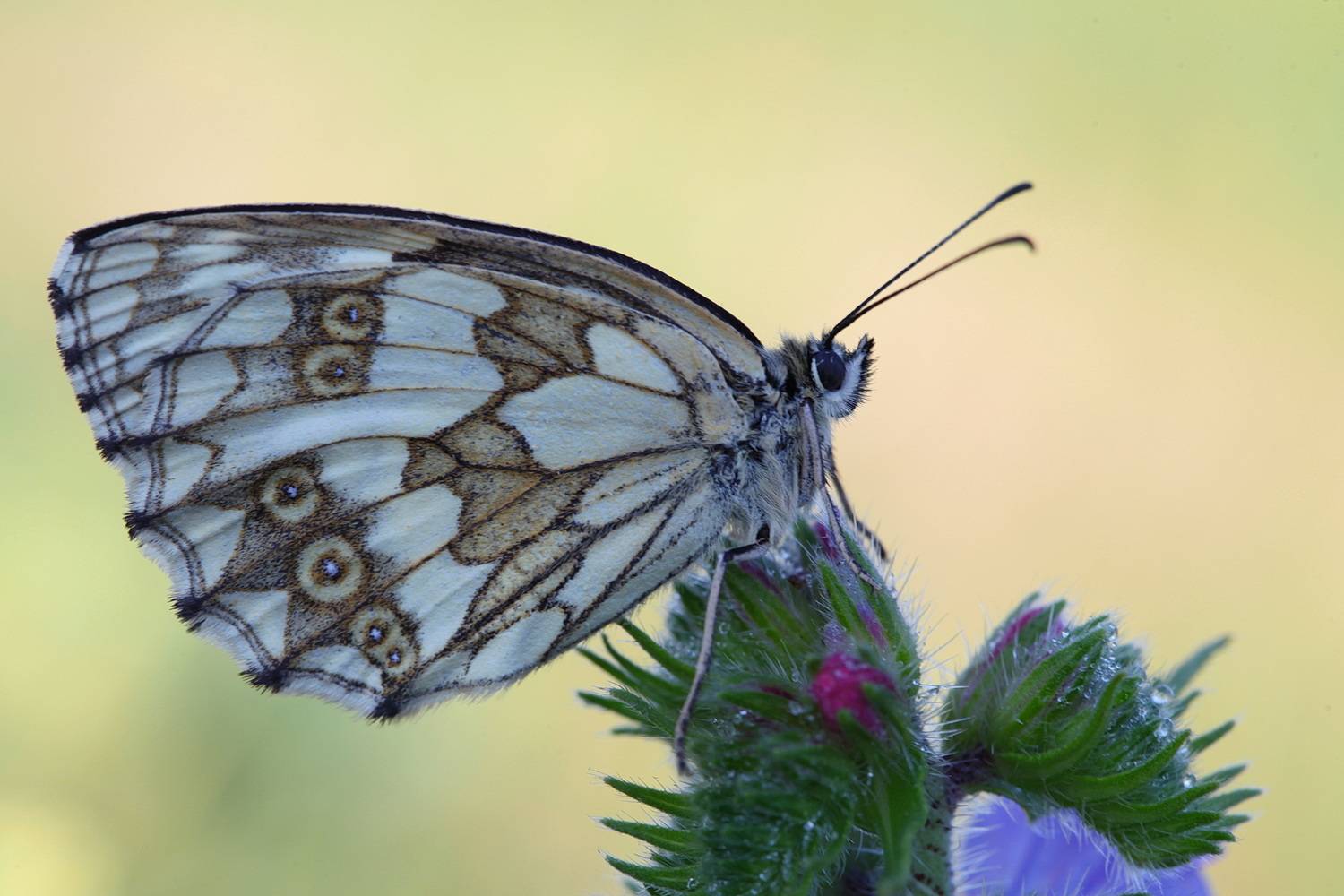 галатея, пестроглазка галатея, melanargia galathea, Леонид