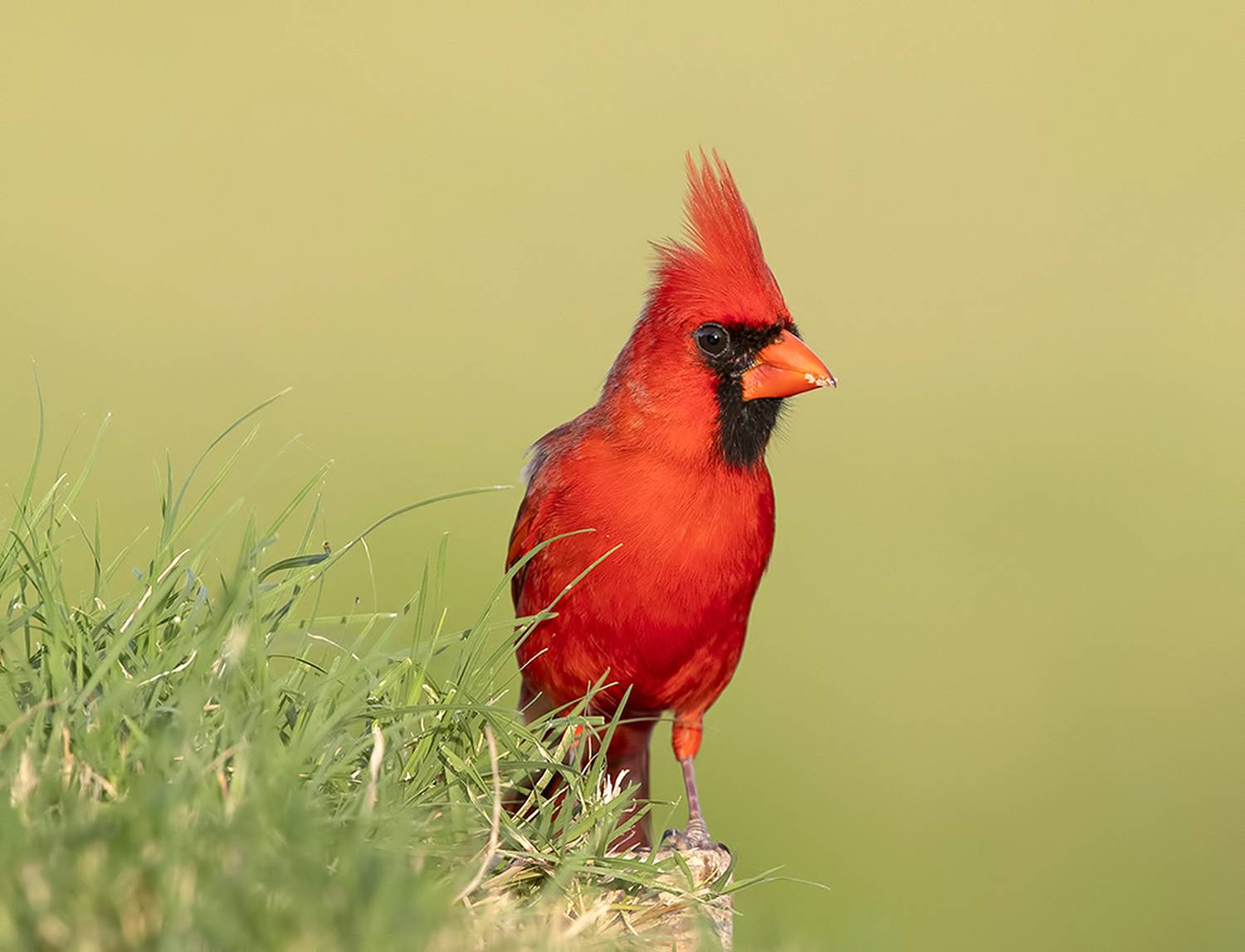 красный кардинал, northern cardinal, cardinal,кардинал, texas, Etkind Elizabeth
