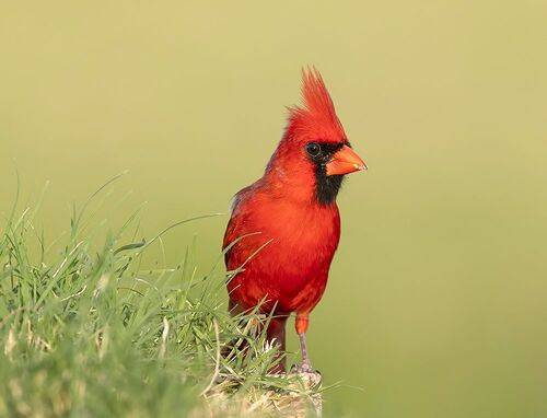 male, Northern Cardinal - Красный кардинал