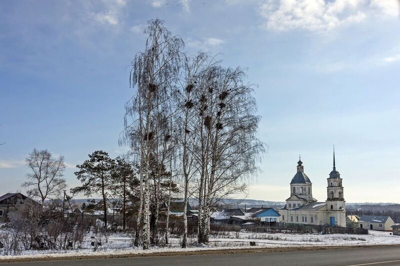 Грачи прилетели фото превью
