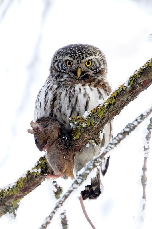 Воробьный сычик,совы России, Софронов Евгений,Природа Ульяновской области, фотоохота,  С добычей на завтрак.... фото превью