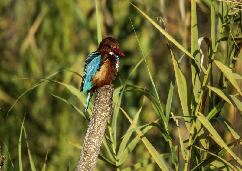 Красноклювая альциона. фото превью