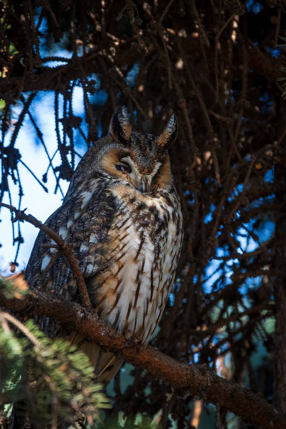 , Павел Ныриков