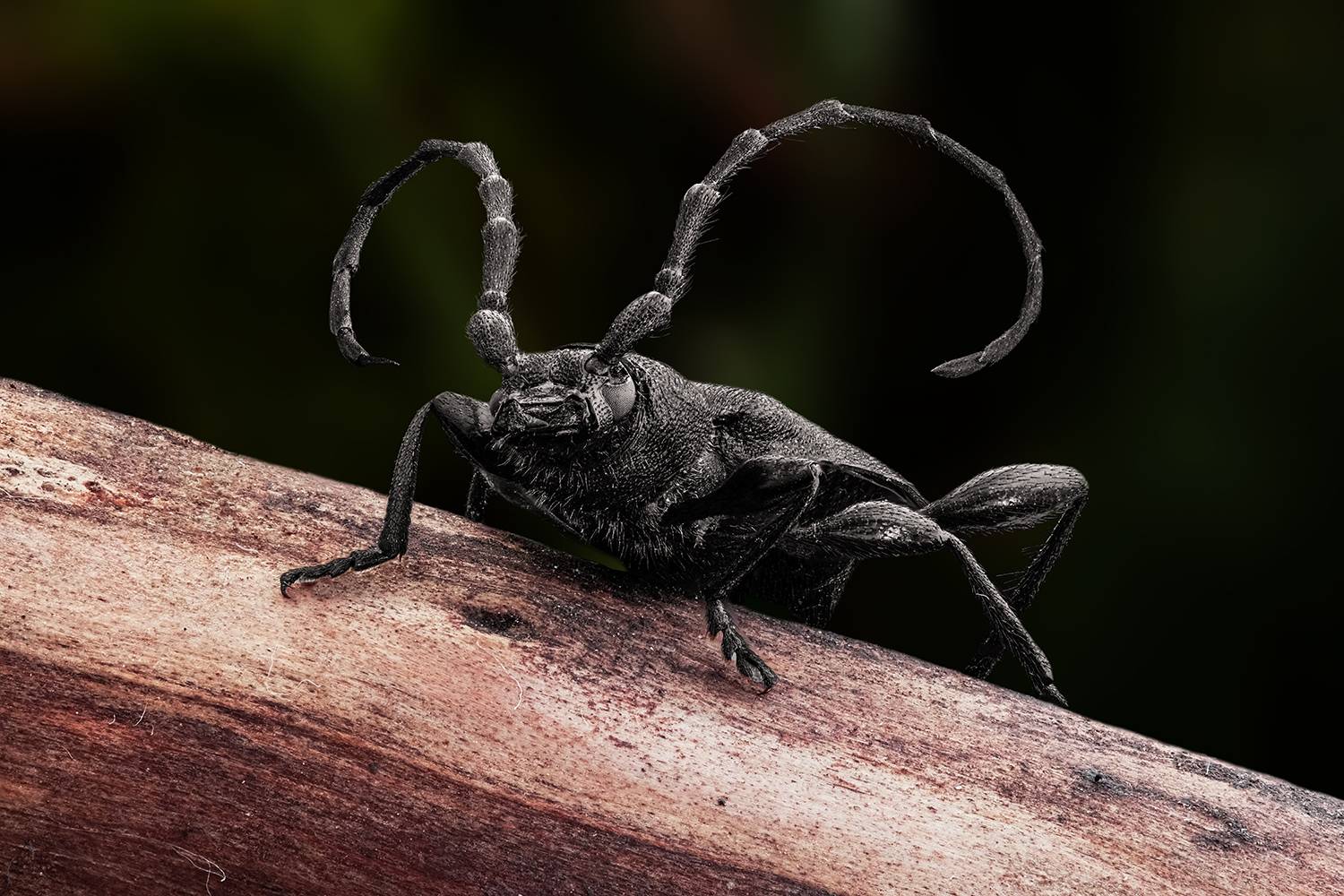 , Васильев Роман