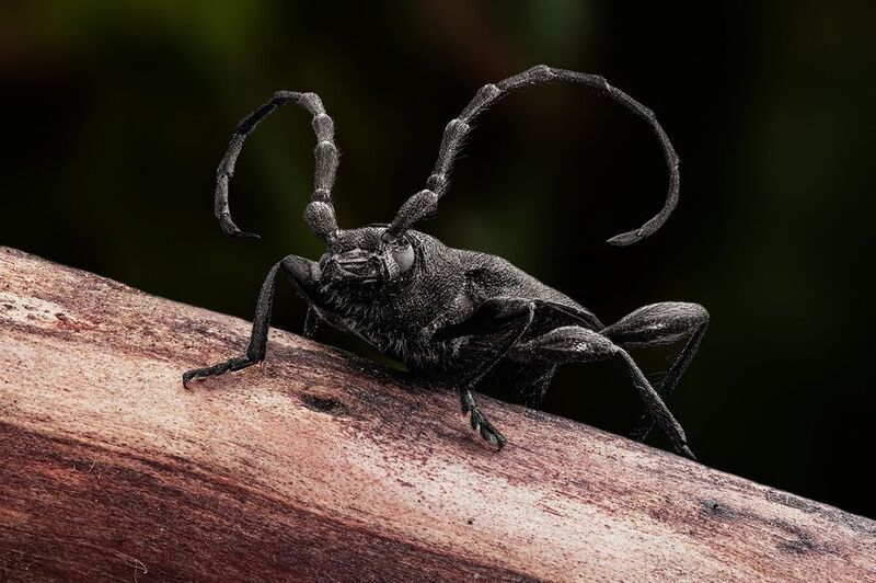 Жук-усач фото превью