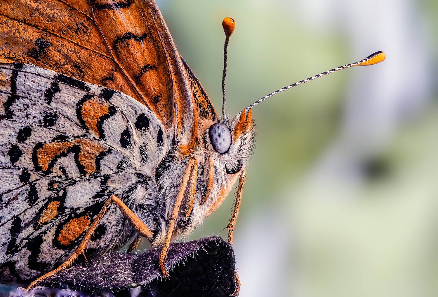 , Васильев Роман