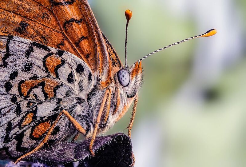 Шашечница (лат. Melitaea) фото превью