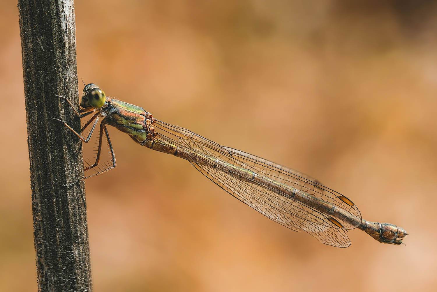 , Васильев Роман