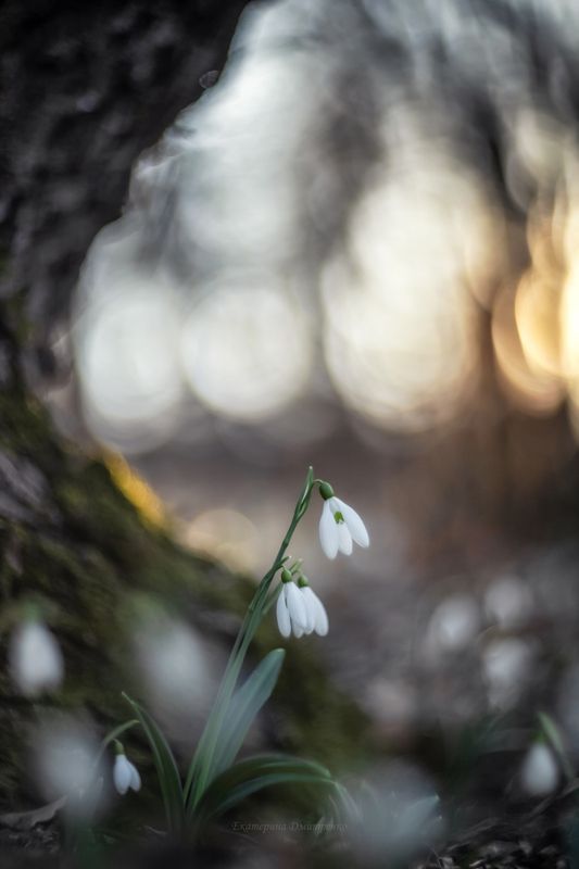 крым, макро, первоцветы, весна, цветы, подснежники, сон-трава, боке, гелиос В царстве первоцветов фото превью