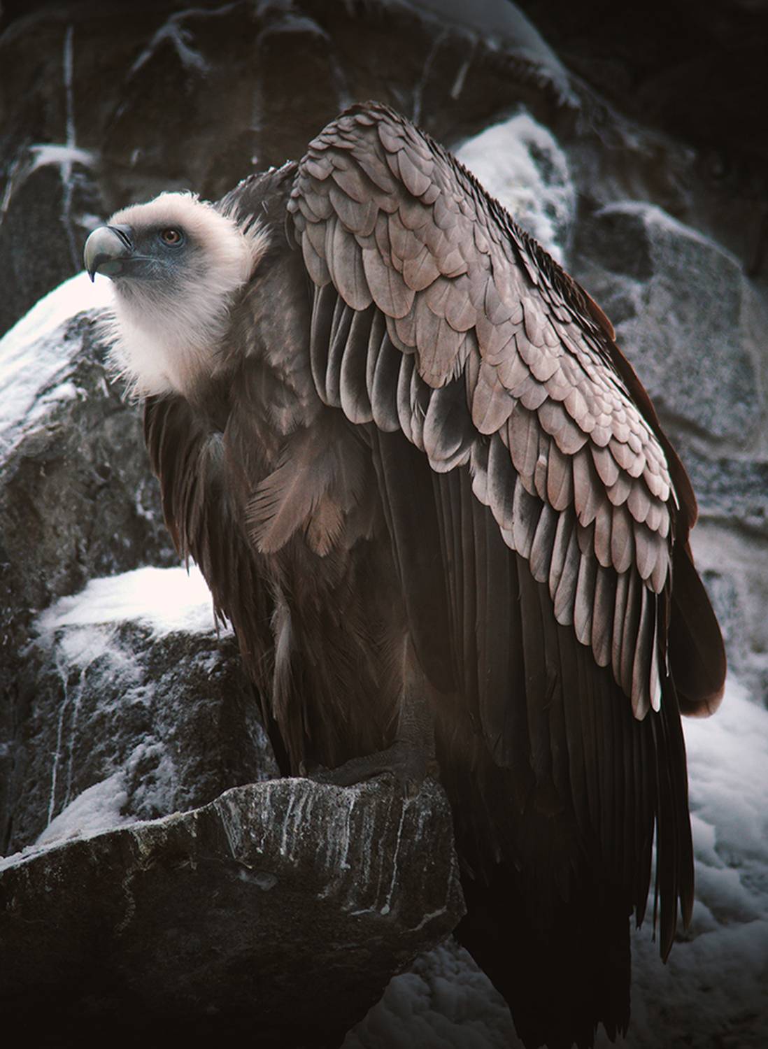 , Алексей Родак