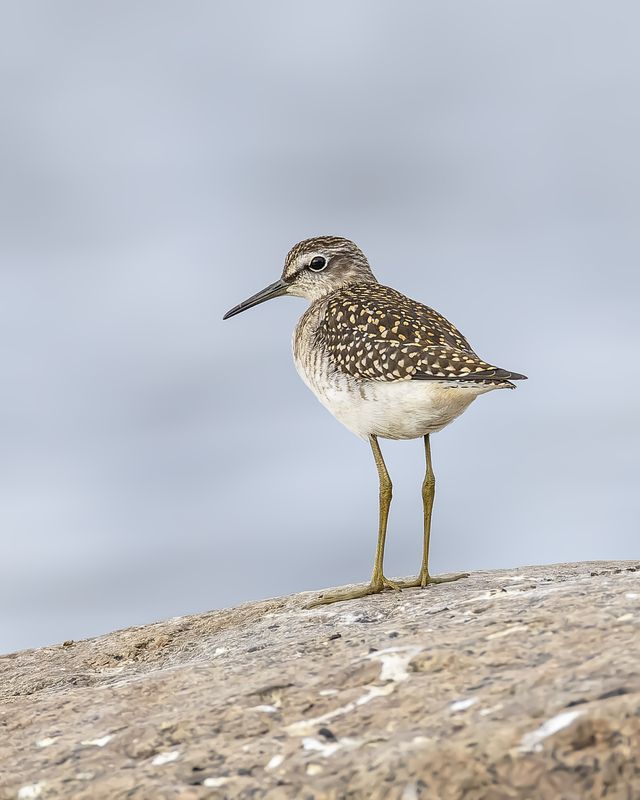 Фифи фото превью