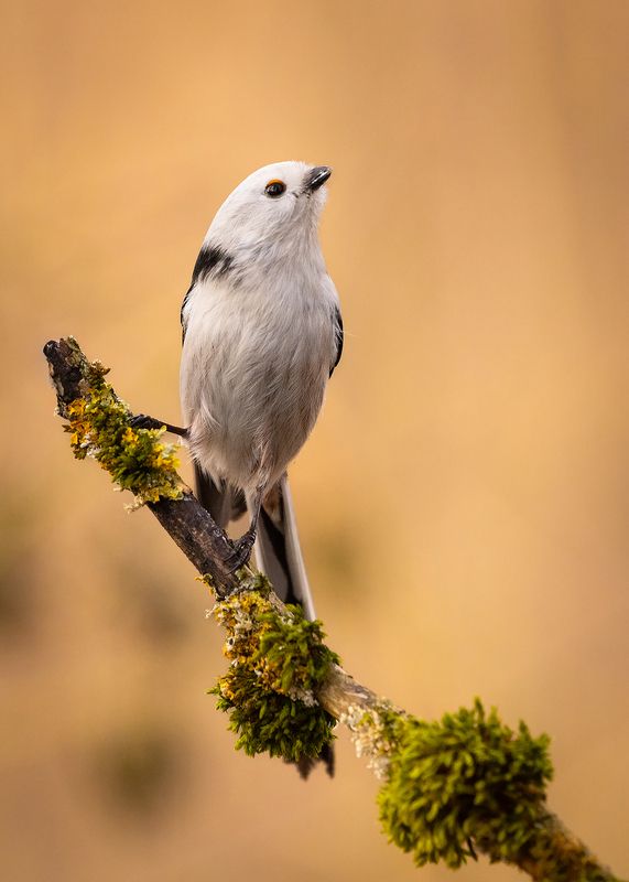 Long-tailed Ti фото превью