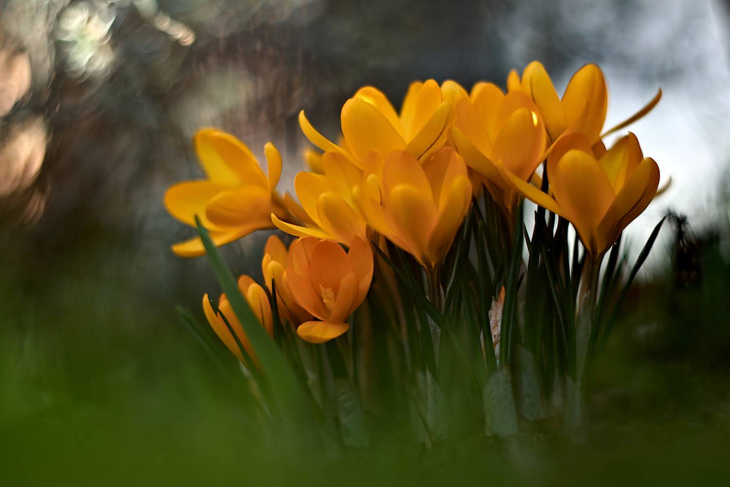 , Колобошников Эдуард