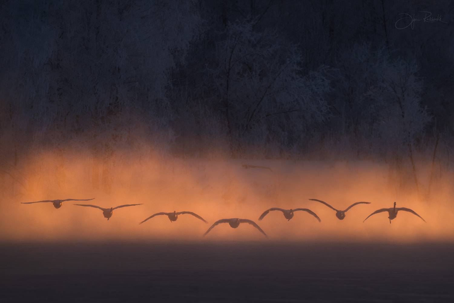 алтай, лебеди, алтайский край, лебедь-кликун, swan, светлое, Рудченко Ольга