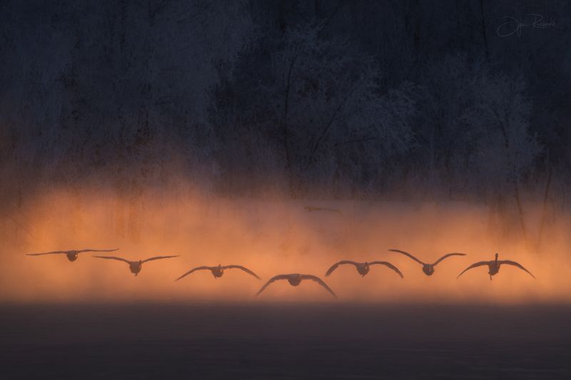 алтай, лебеди, алтайский край, лебедь-кликун, swan, светлое Притяжение фото превью