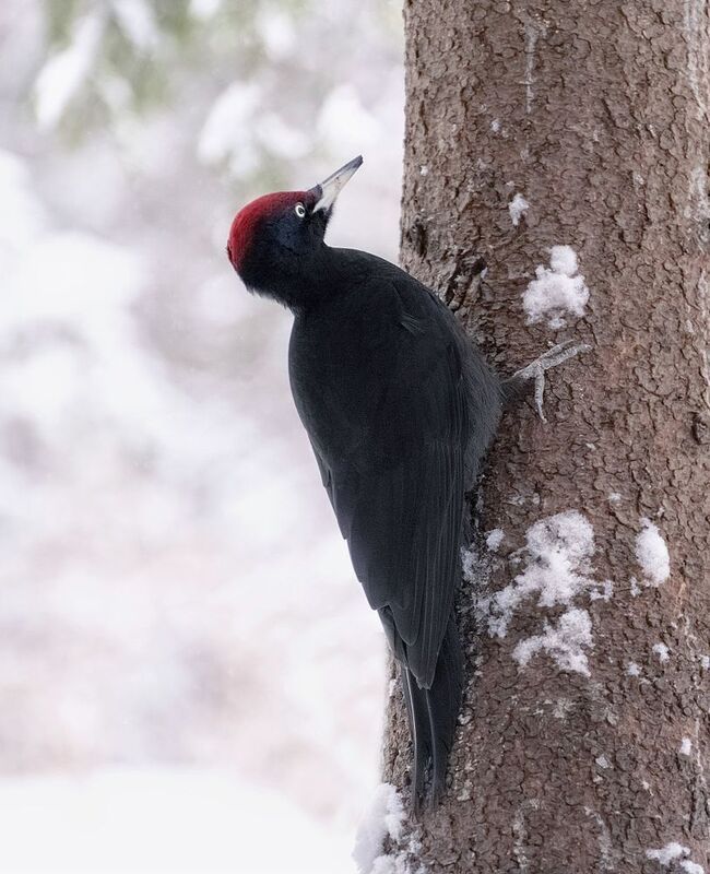 сибирь, столбы, желна, дятел Желна фото превью