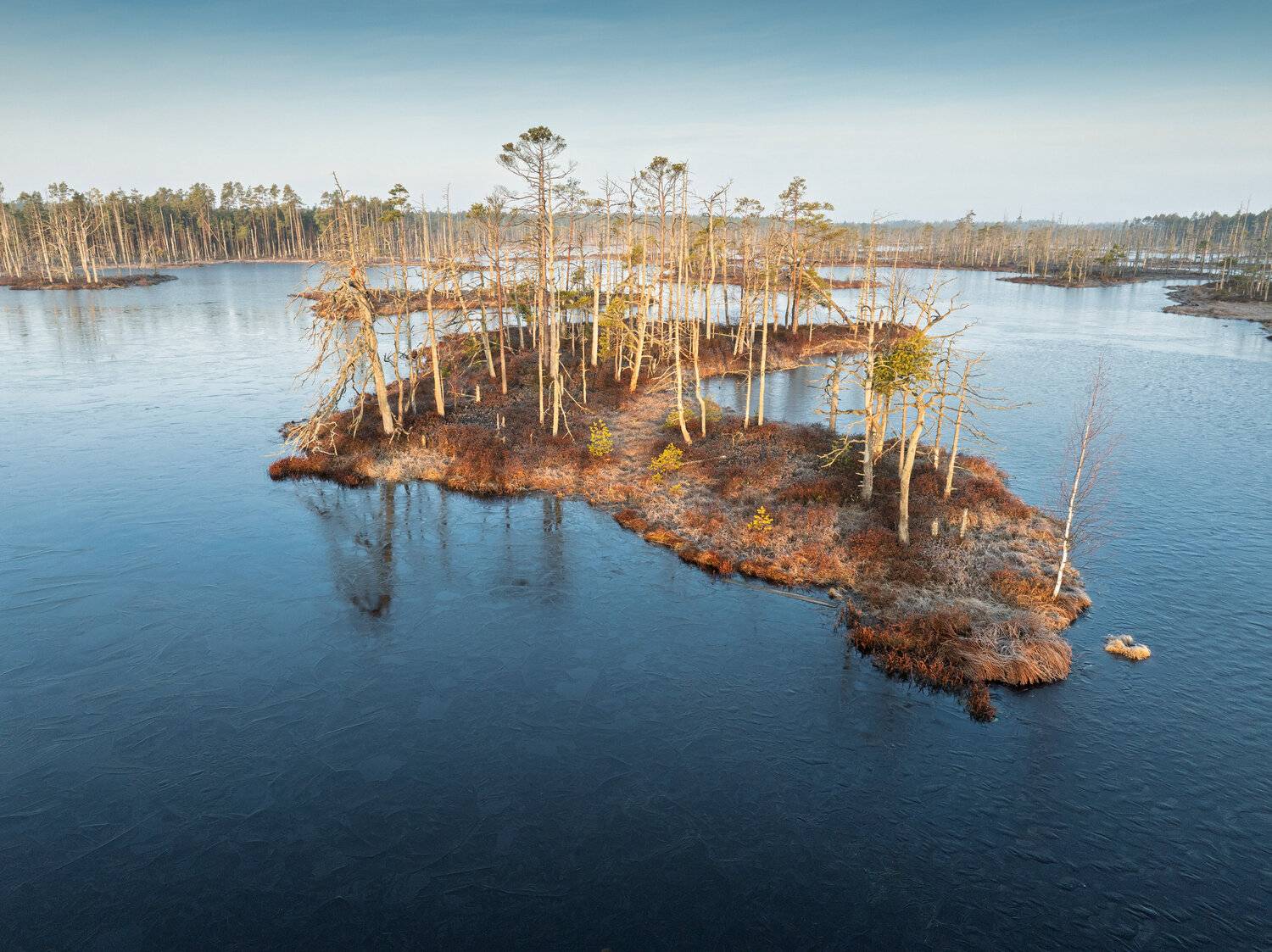 #bog #spring #morning #latvia, Гордон Николай
