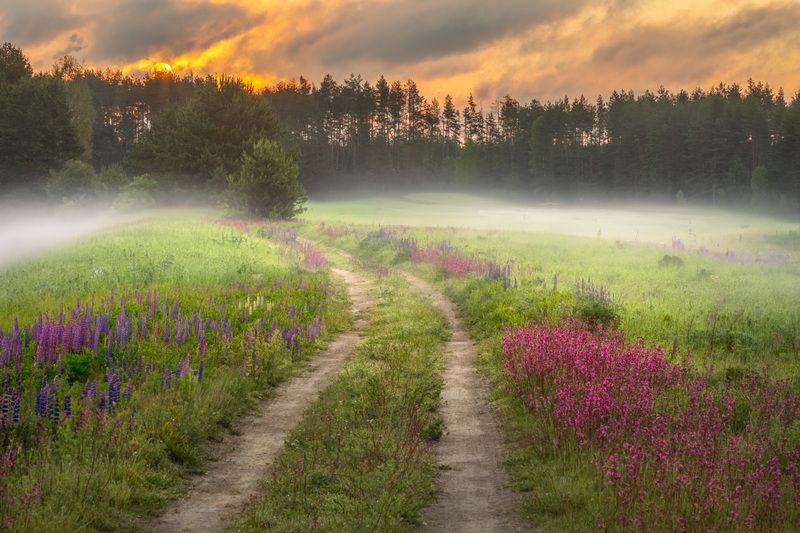 Фототуры с Владимиром Рябковым, #topnature #russpasibo #magic_shots #lovelyRussia #sunset_vision #exclusive_sky  #exclusive_shots #loves_russia2 #photoarena_nature #nature_sultans #nature_perfection #rsa_sky #rsa_sunset #photorussia #rsa_naturepics #sunse Утренняя дорожка... фото превью