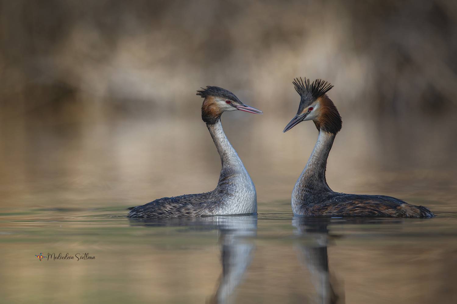 фотоохота, птица, весна, любовь, чомга, большая поганка, Медведева Светлана