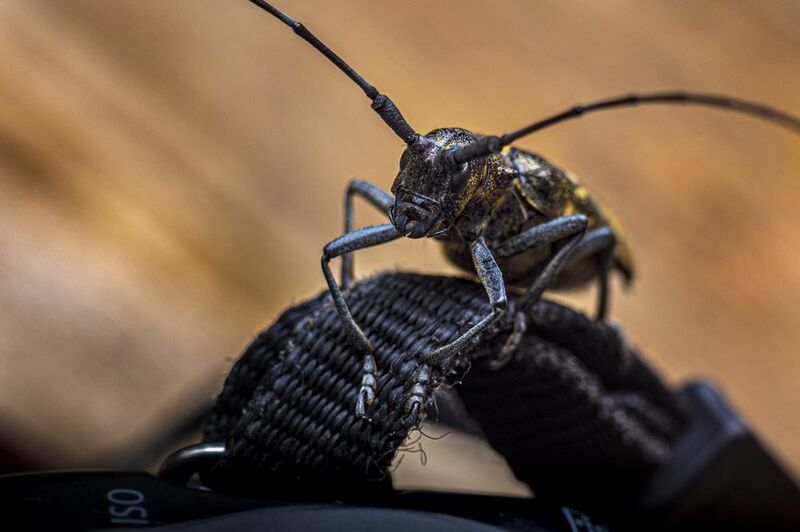 Приключения жука-усача соснового в тайге нацпарка Койгородский. фото превью