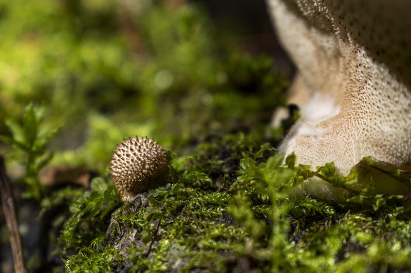 Узорчатый лесной ковер нацпарка Койгородский фото превью