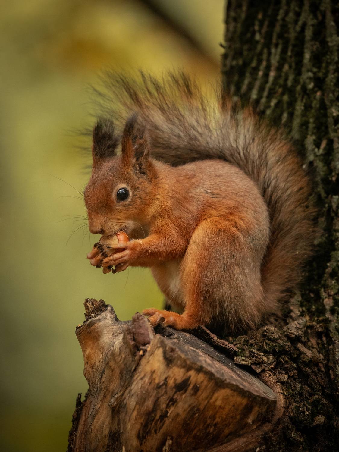 , Бравичева Анастасия