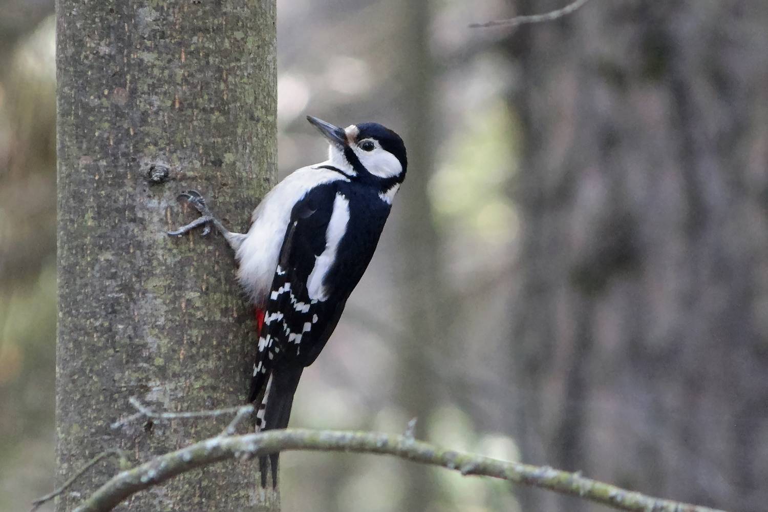 дятел, большой пёстрый дятел, пёстрый дятел, dendrocopos major, КарОл