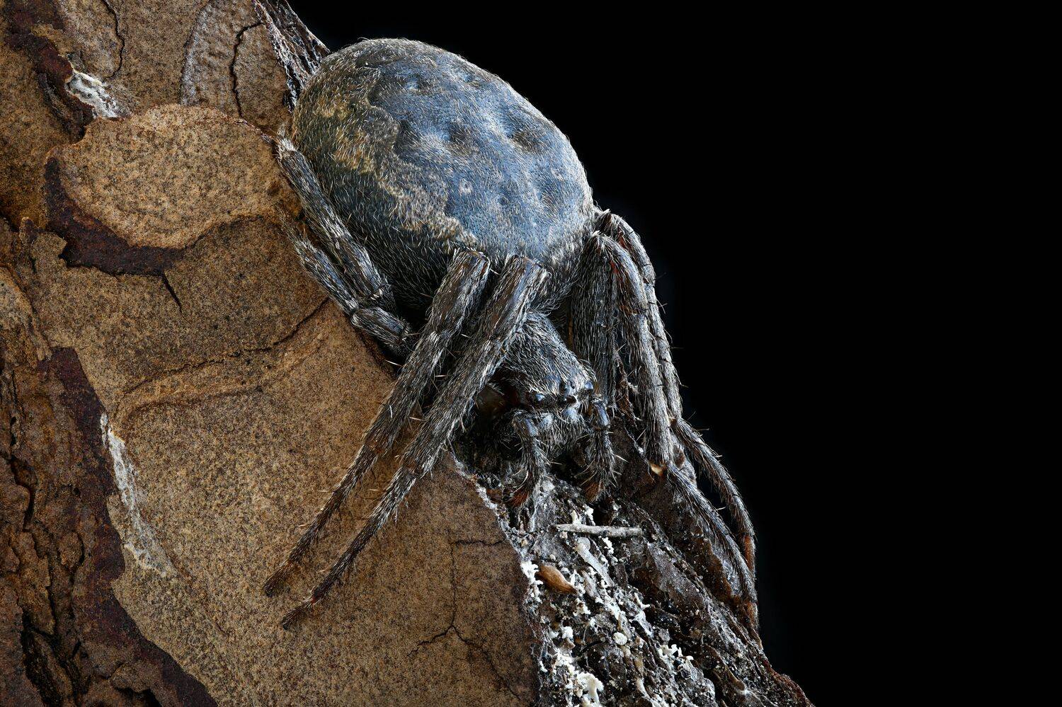 , Антон Финевич