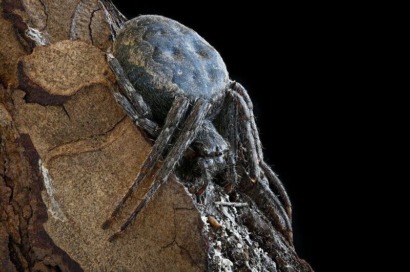 Nuctenea umbratica фото превью