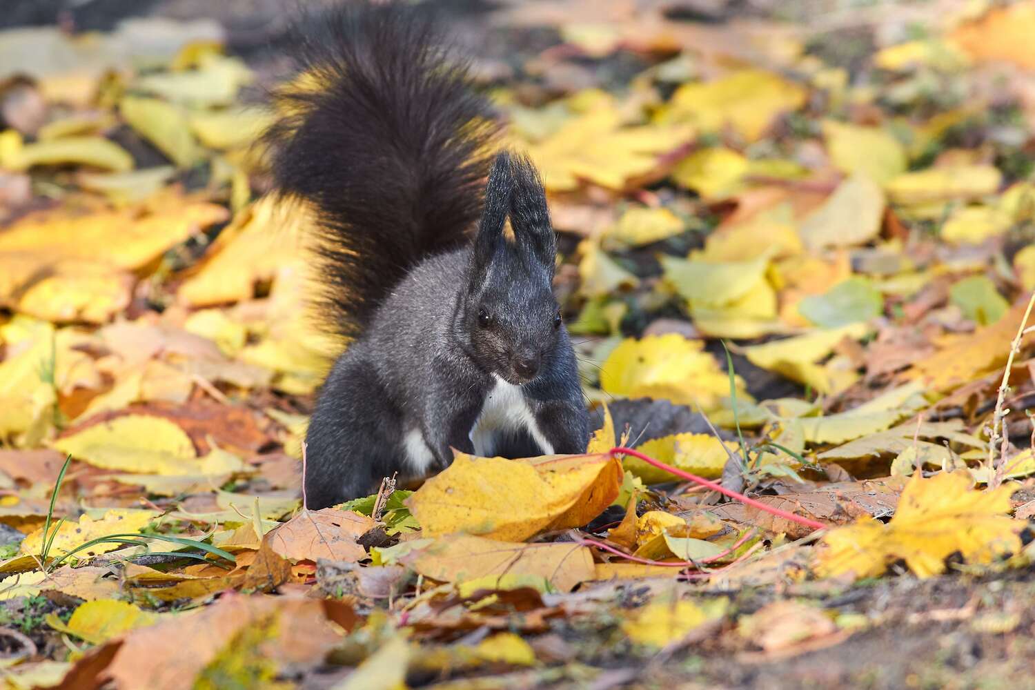 squrrel, volgograd, russia, wildlife,, Павел Сторчилов