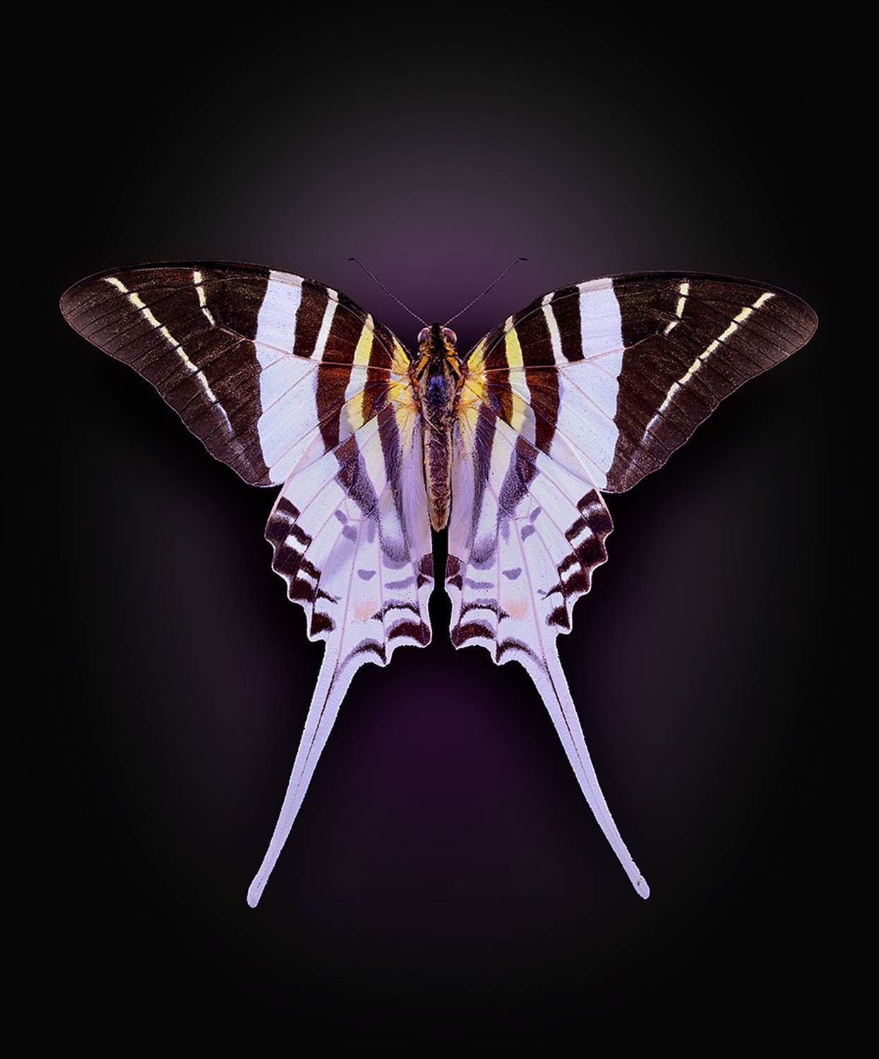 lipedoptera, papilionidae, graphium androcles, парусник, Kavaliauskas Eugenijus