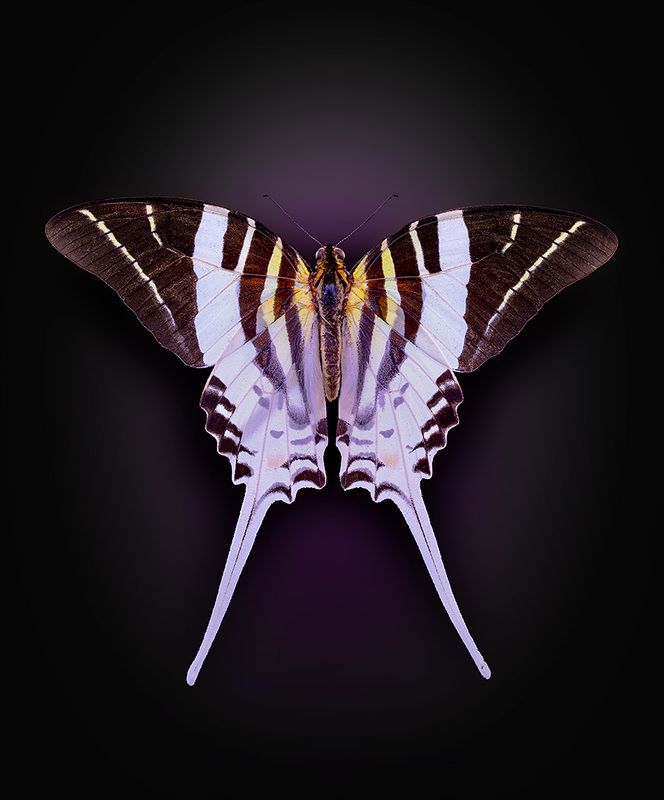 lipedoptera, papilionidae, graphium androcles, парусник Графиум фото превью