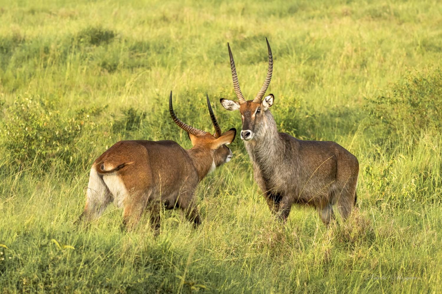 , Николай Мозгунов