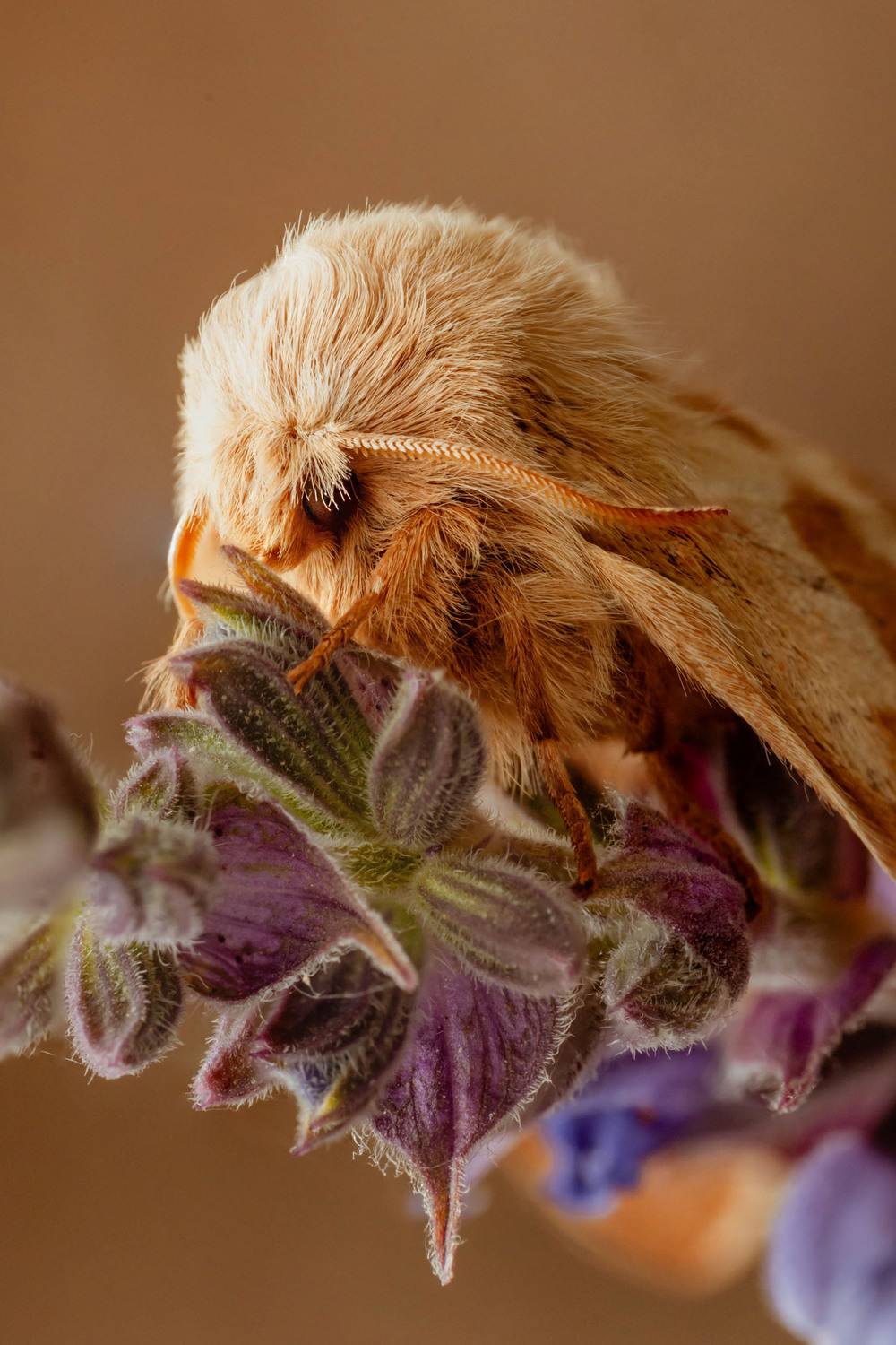 Макро, коконопряд, Маслова Любовь