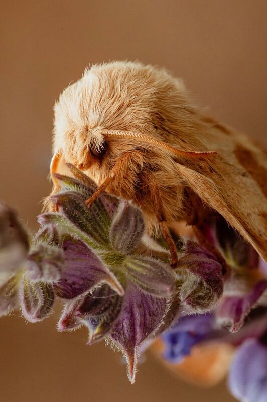 Макро, коконопряд Пушистый модник фото превью