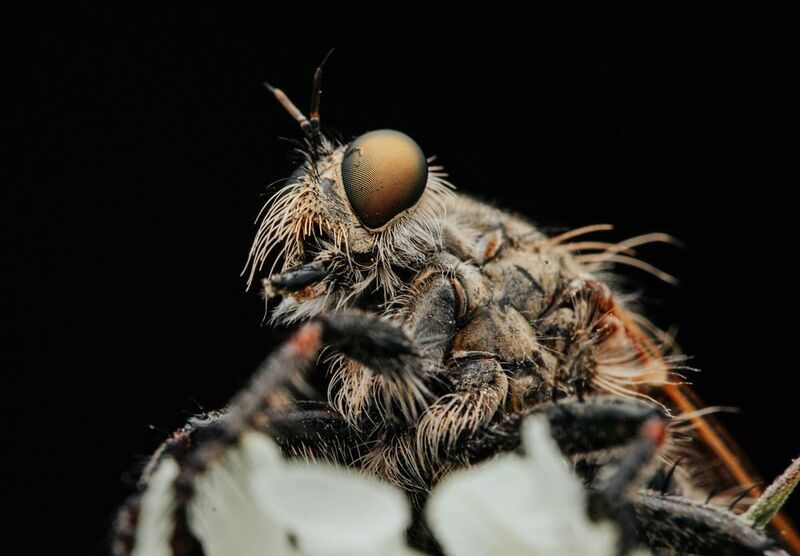 макро, ктырь, муха Харизматичный ктырь фото превью