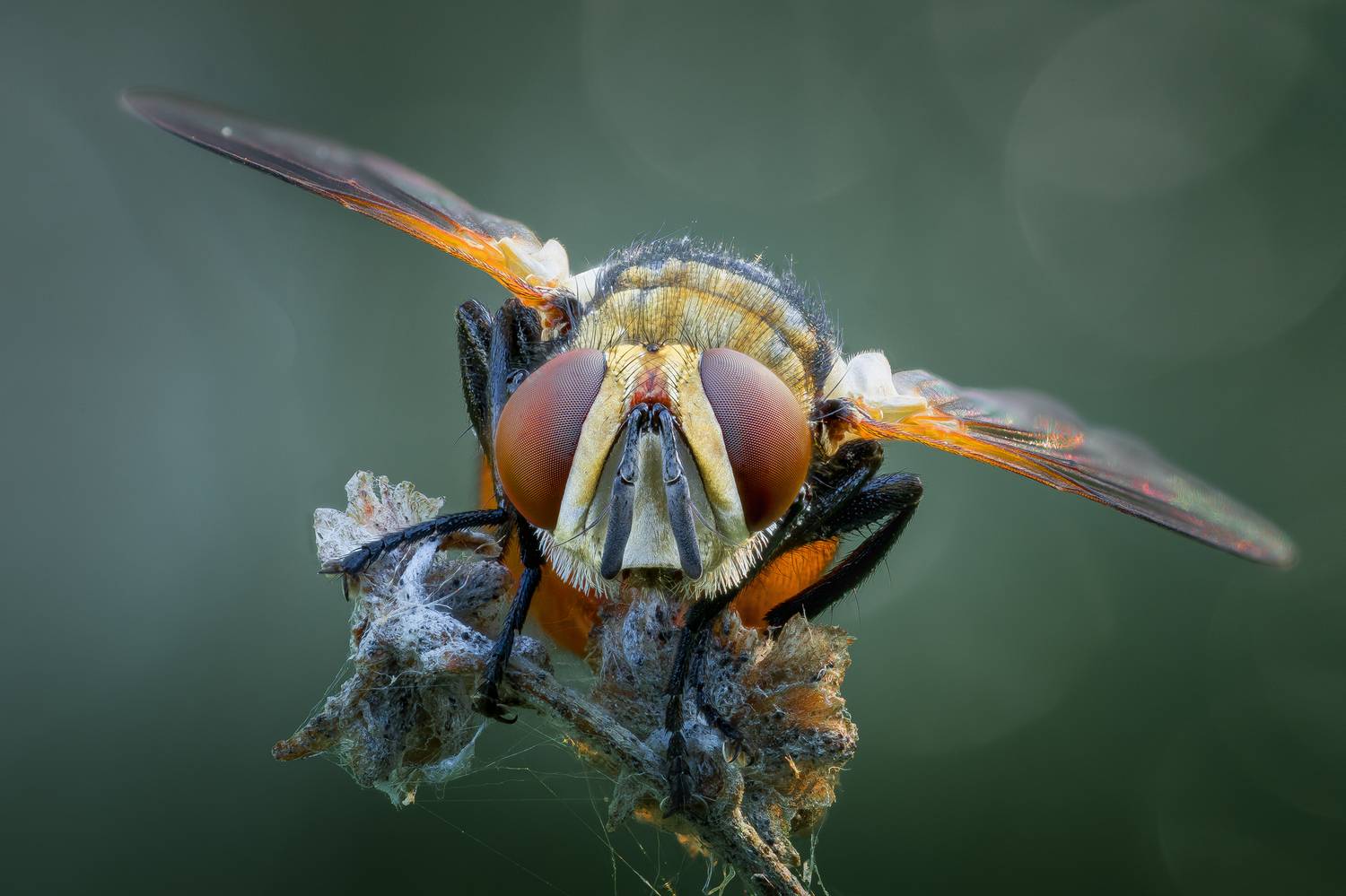 , Кузнецов Дмитрий