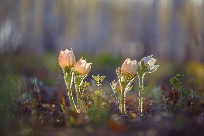макро, природа, боке, цветы, сон-трава, прострел, подснежник, лес, весна, май, macro, nature, flowers Запахло весной... фото превью