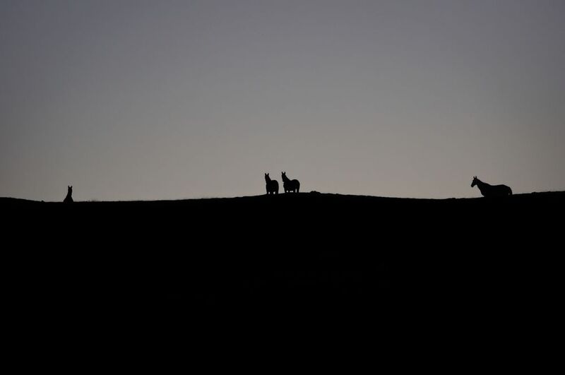 лошади, horses, силуэт Неожиданные гости фото превью