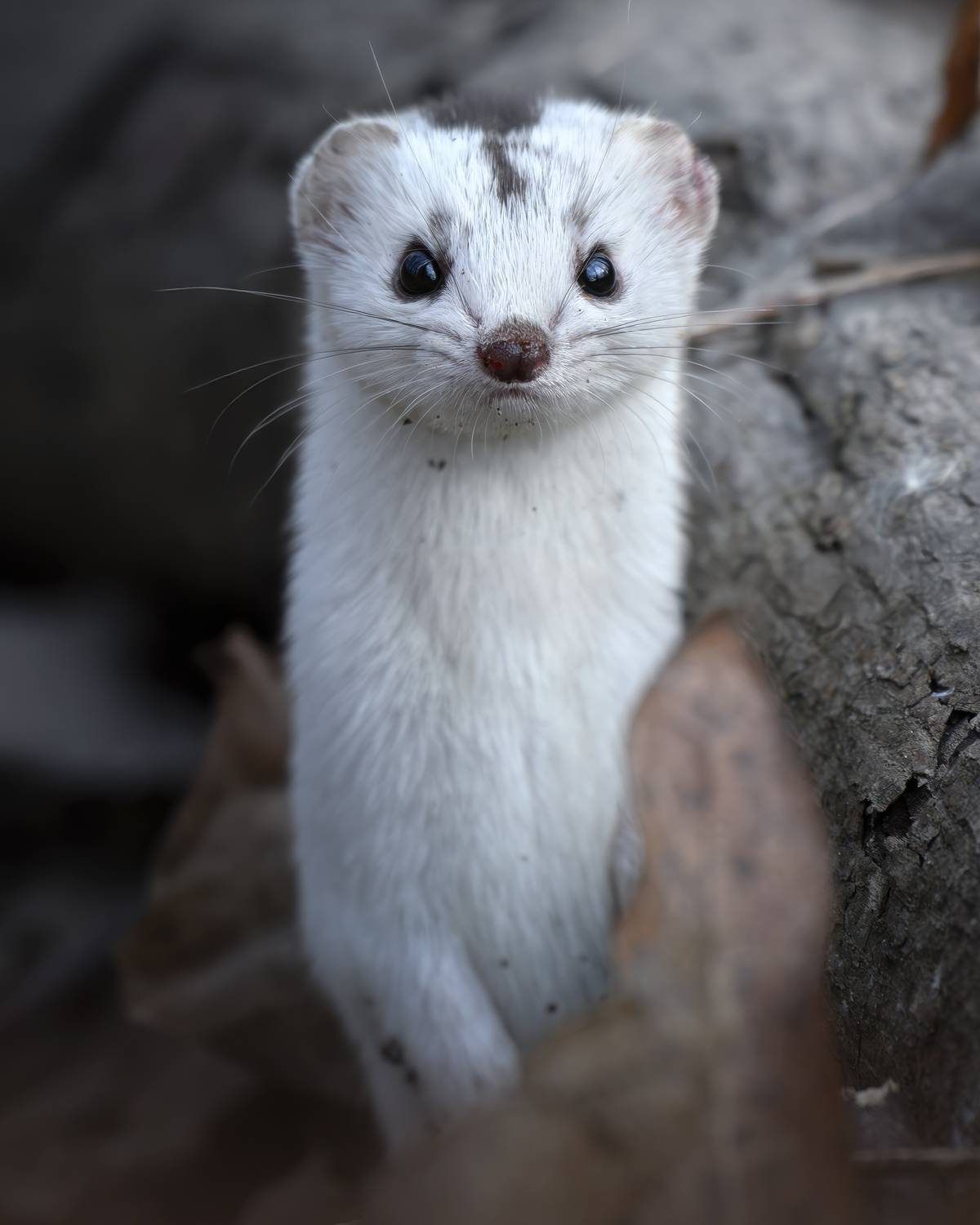 , Поляков Михаил