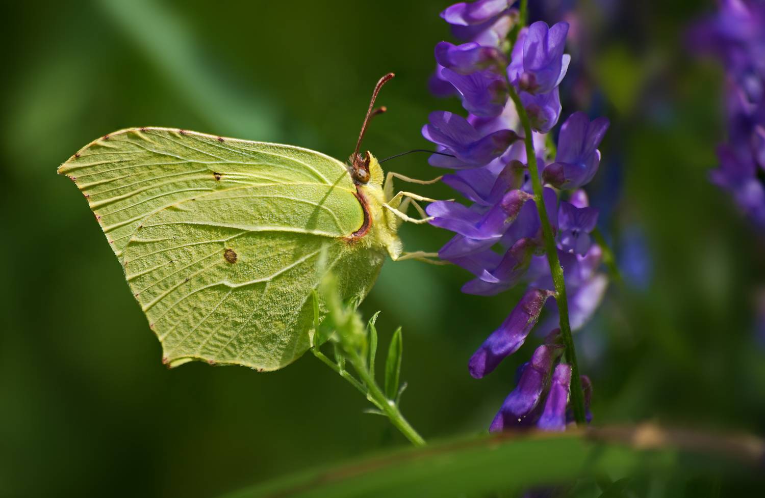 насекомые, бабочка, белянка, лимонница, Борис Новиков