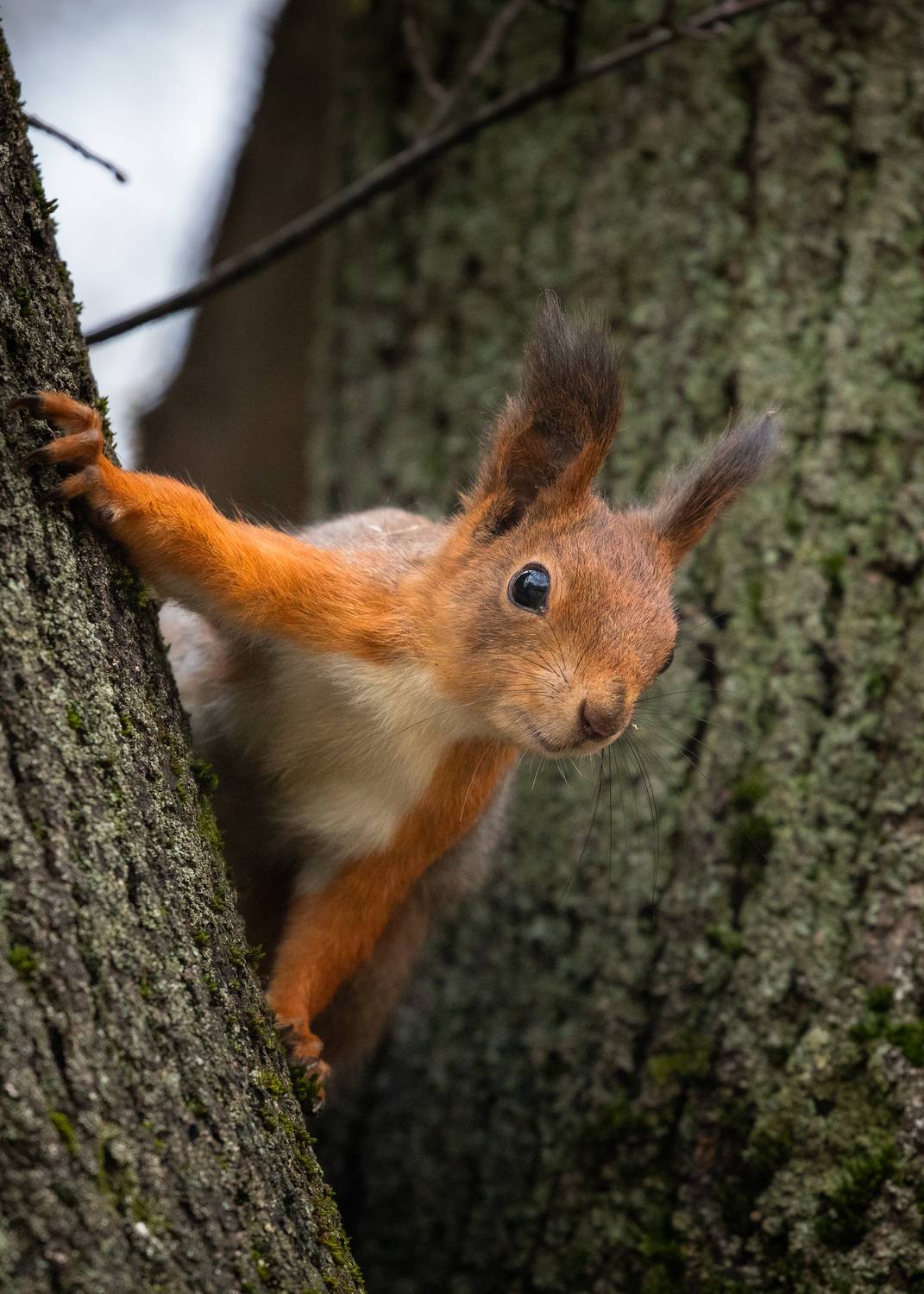 , Бравичева Анастасия