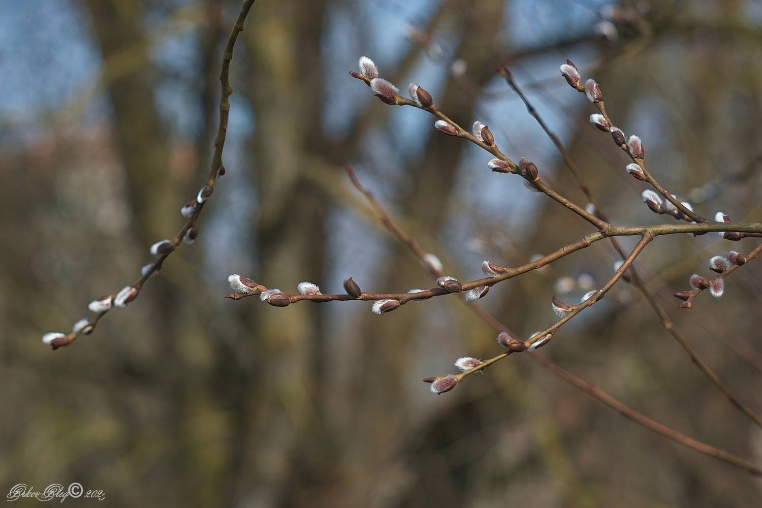 , Орлов Олег