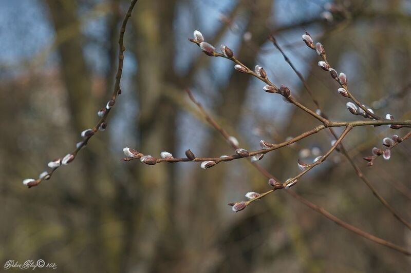 *** фото превью