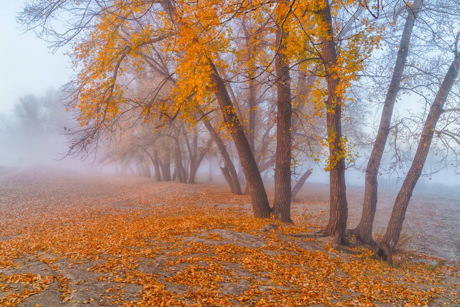 Россия,пейзаж,туман, утро, Тобол, река, осень, Урал, Лариса Дука