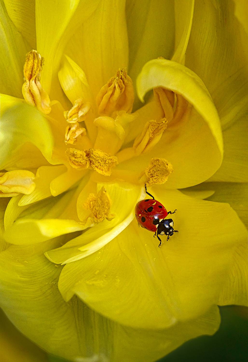 божьякоровка, желтый, тюльпан, лепестки, весна, макро, S. Dana