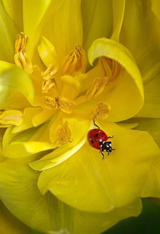 божьякоровка, желтый, тюльпан, лепестки, весна, макро В желтом тюльпанчике фото превью