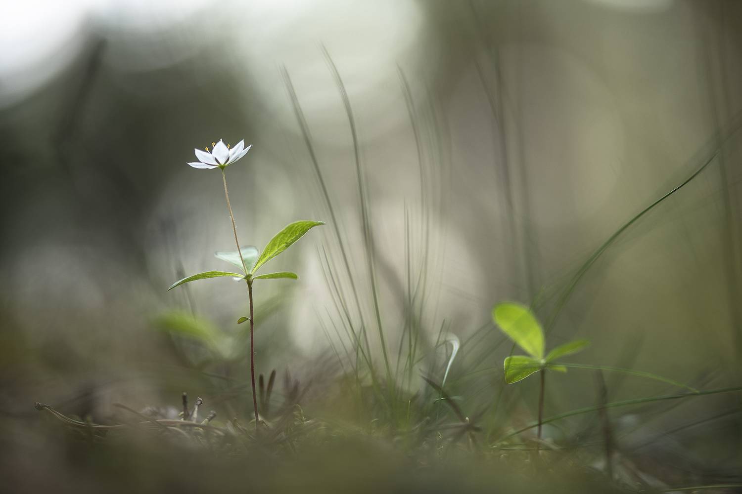 седмичник, цветок, свет, цвет, утро, геннадий мещеряков,  nikon d 850,  carl zeiss makro-planar t* 100mm f/2 zf.2, Мещеряков Геннадий