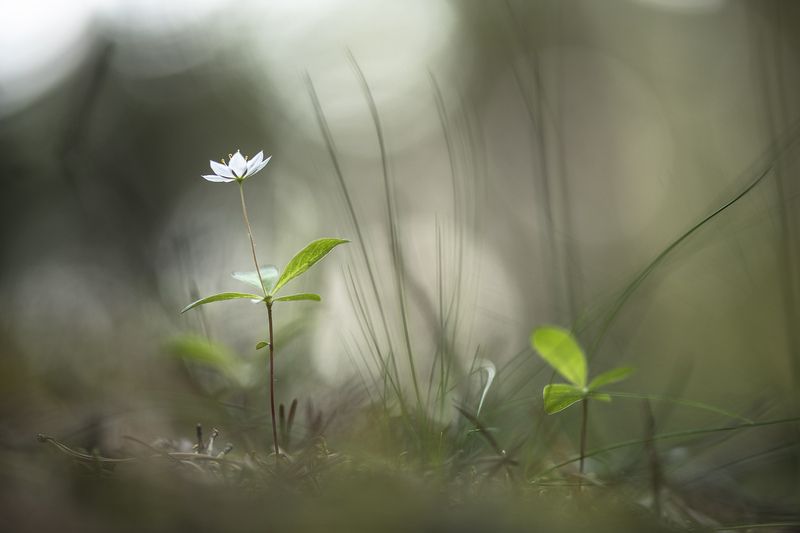 седмичник, цветок, свет, цвет, утро, геннадий мещеряков,  nikon d 850,  carl zeiss makro-planar t* 100mm f/2 zf.2 Утро седмичика... фото превью