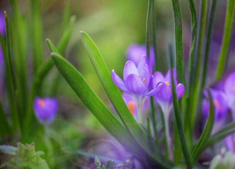 *** фото превью